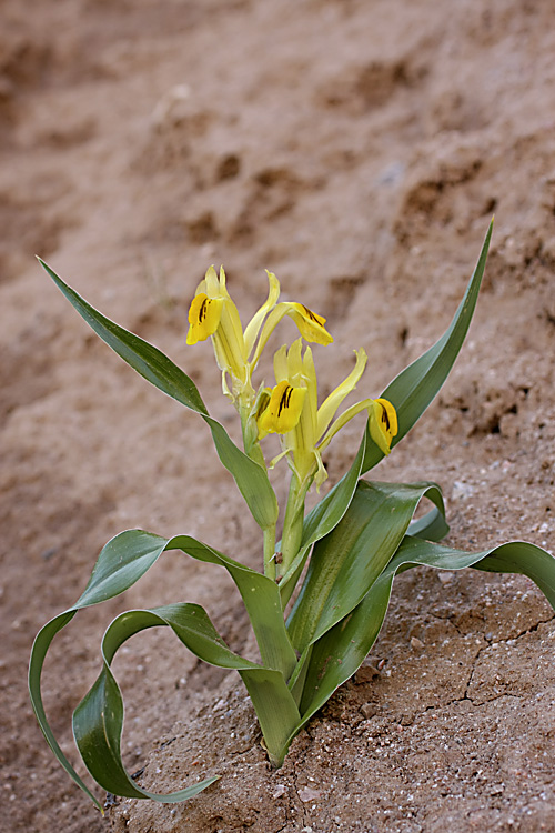 Image of Juno bucharica specimen.