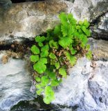 Adiantum capillus-veneris