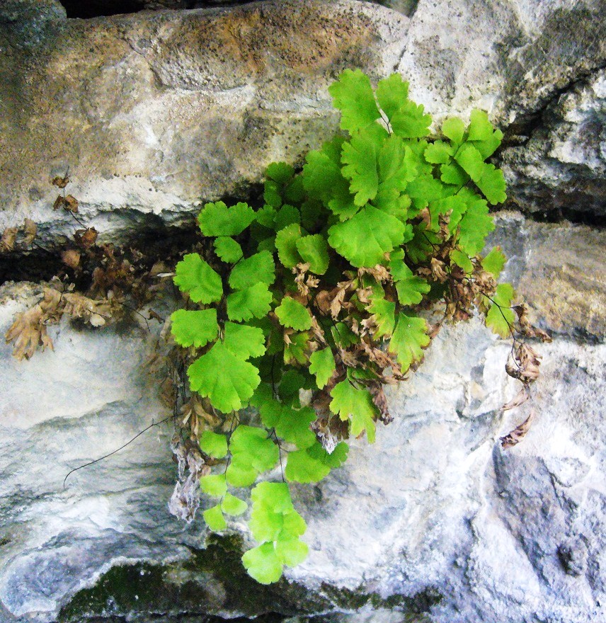 Изображение особи Adiantum capillus-veneris.