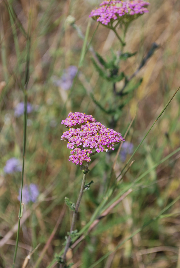 Image of Achillea millefolium specimen.