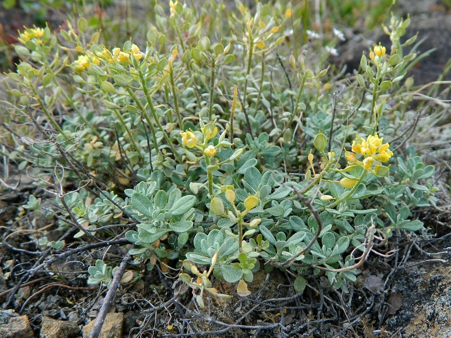 Image of Odontarrhena obovata specimen.