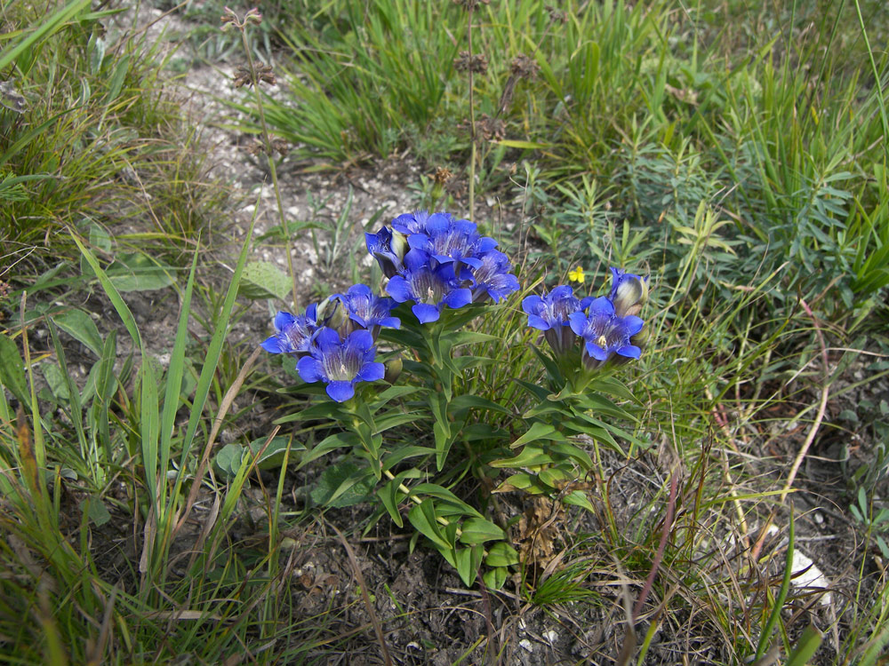 Изображение особи Gentiana septemfida.