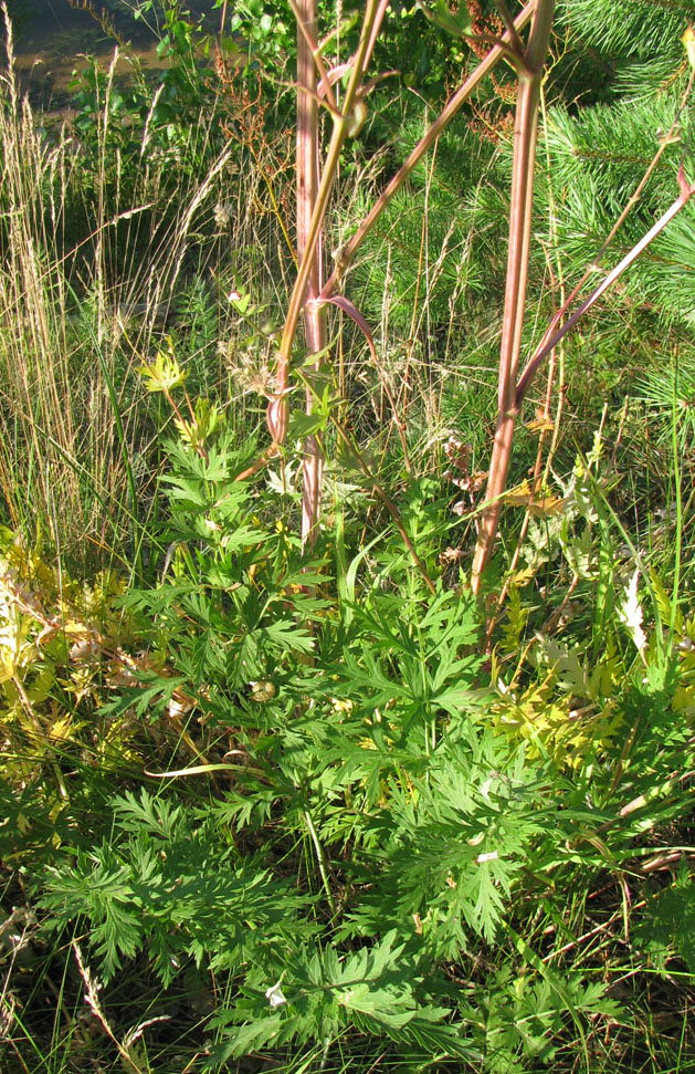 Image of Seseli libanotis specimen.
