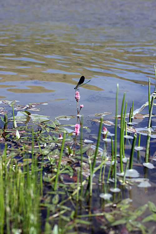 Изображение особи Persicaria amphibia.