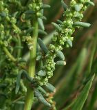 Suaeda prostrata