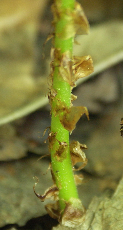 Image of Dryopteris expansa specimen.