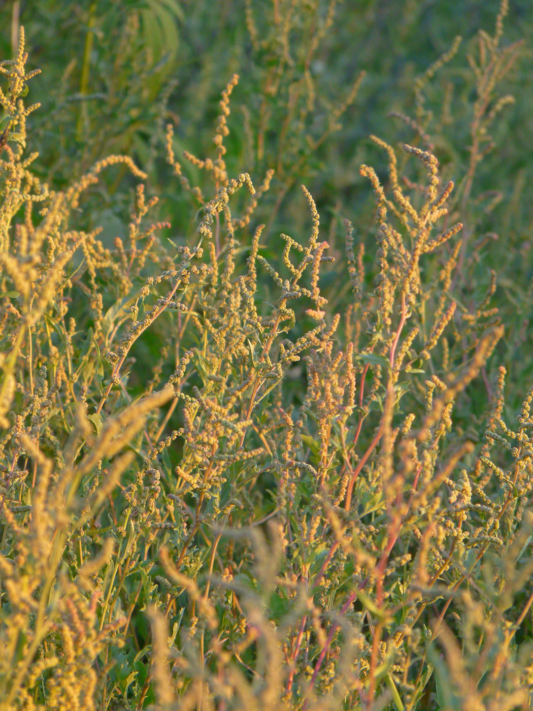 Image of Atriplex tatarica specimen.