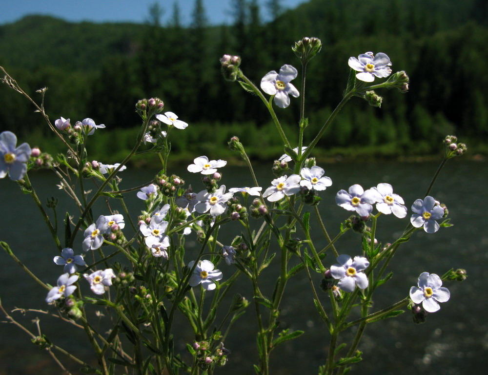 Изображение особи Eritrichium pectinatum.