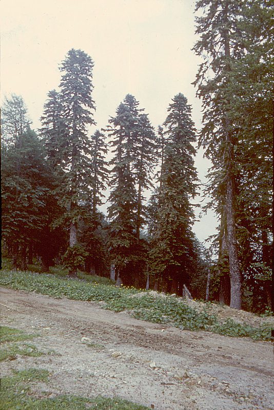 Image of Abies nordmanniana specimen.