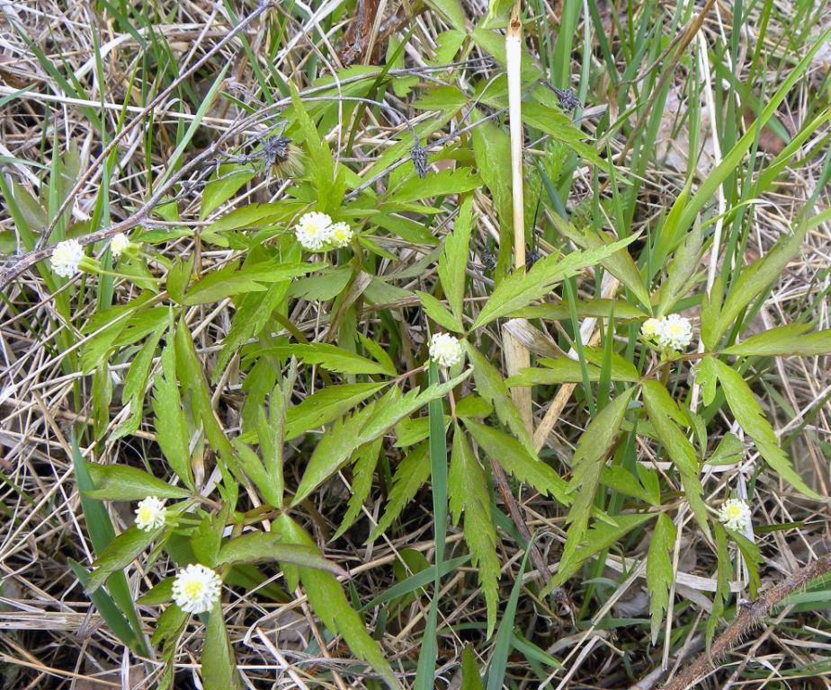 Изображение особи Anemone reflexa.