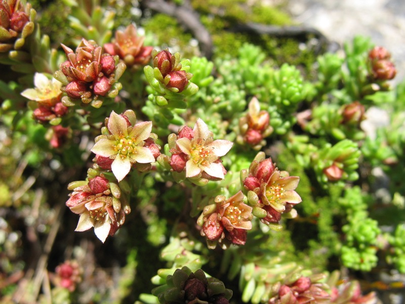 Image of Sedum tenellum specimen.