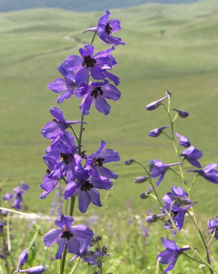 Image of Delphinium dasycarpum specimen.