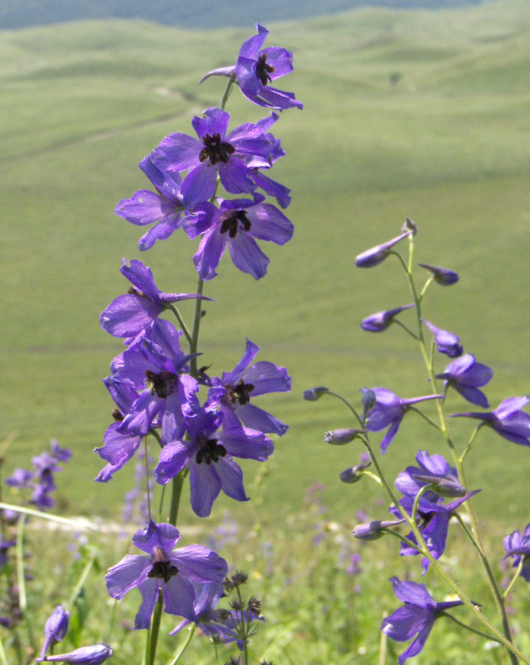 Изображение особи Delphinium dasycarpum.