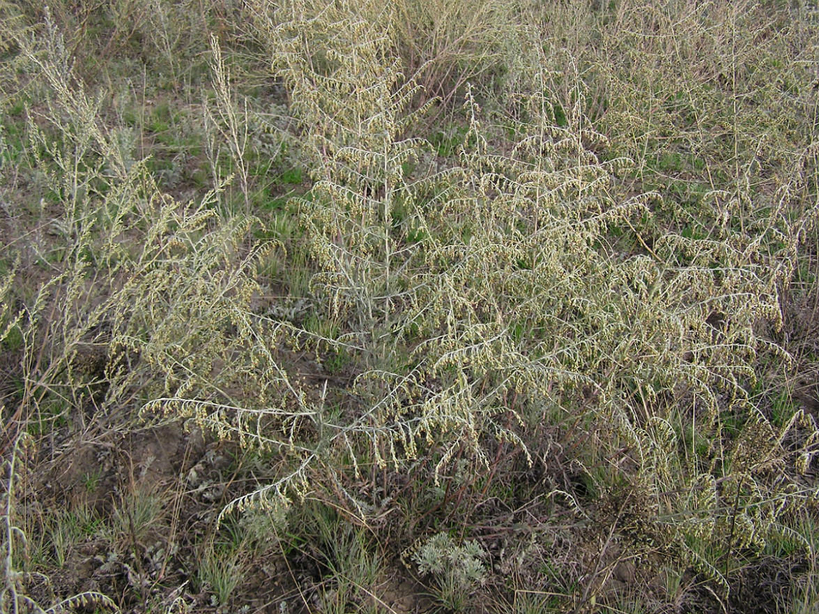 Image of Artemisia nitrosa specimen.