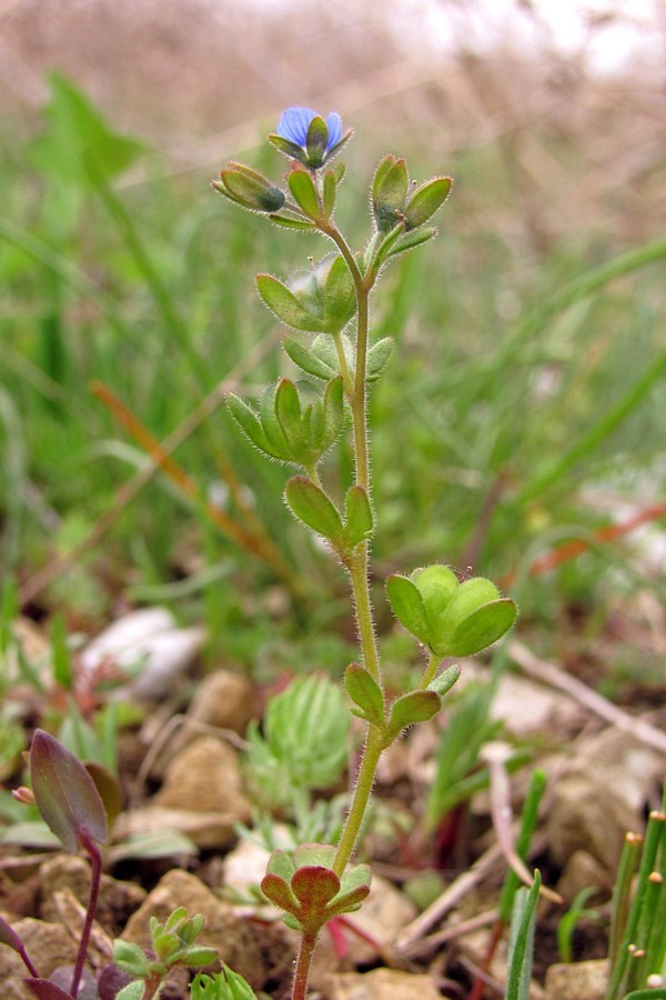 Image of Veronica triphyllos specimen.