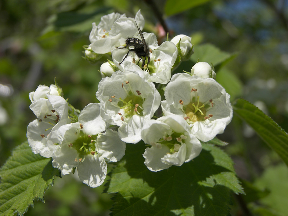 Image of Crataegus submollis specimen.