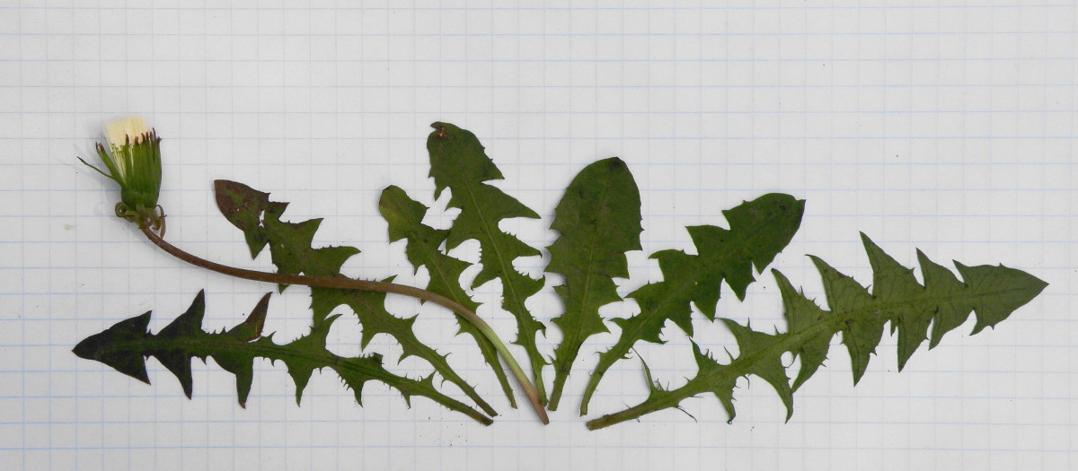 Image of genus Taraxacum specimen.