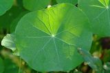 Tropaeolum majus. Лист (возможно, гибрид с Tropaeolum peltophorum). Московская обл., дачный участок. 27.08.2007.