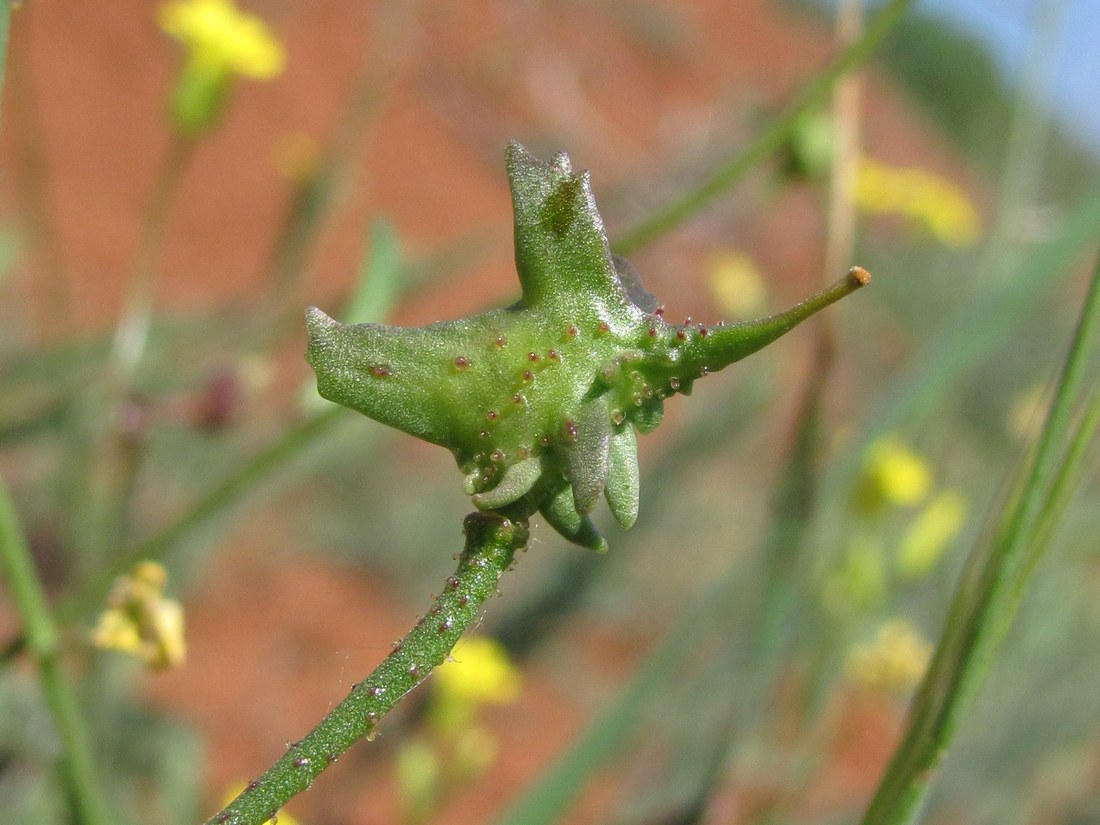 Image of Bunias erucago specimen.