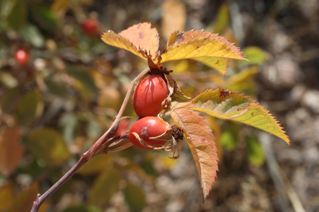 Image of Rosa transturkestanica specimen.