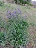 Anchusa azurea