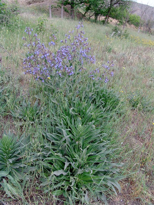 Image of Anchusa azurea specimen.
