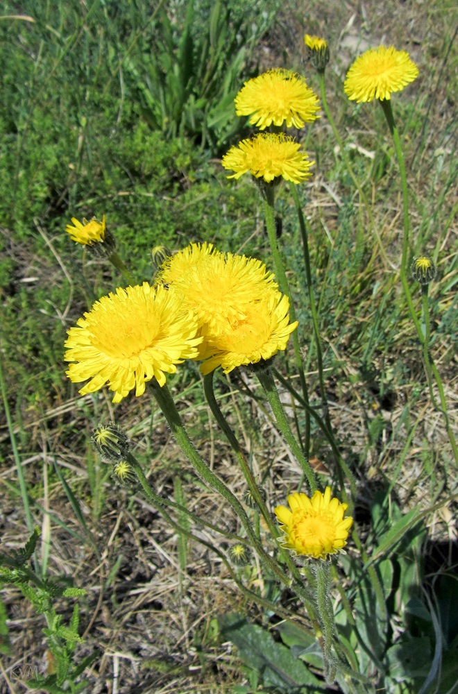 Изображение особи Trommsdorffia maculata.