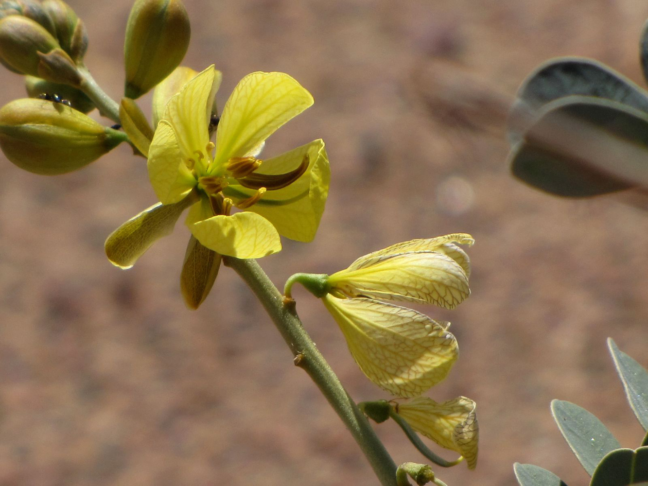 Image of Senna italica specimen.