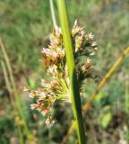 Juncus effusus