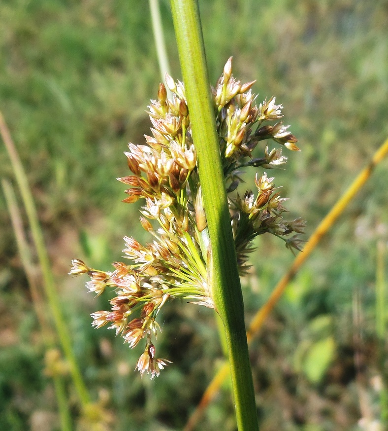 Изображение особи Juncus effusus.