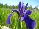 Iris laevigata. Цветок. Республика Саха (Якутия), Томпонский р-н, окрестности села Кескил. 12.06.2012.