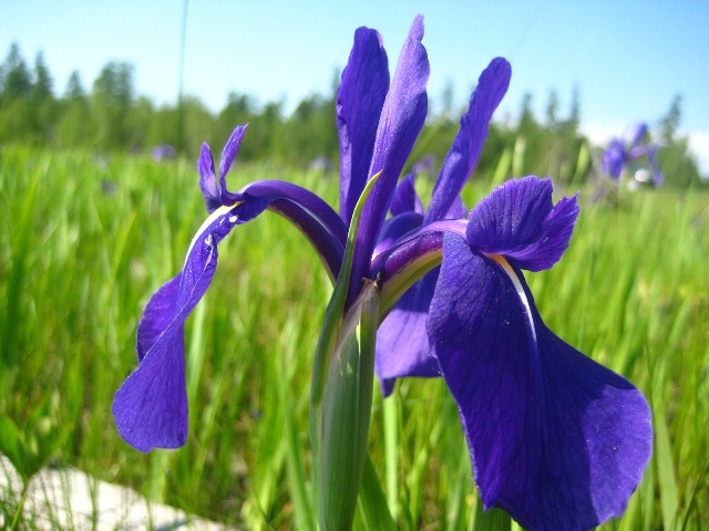 Изображение особи Iris laevigata.