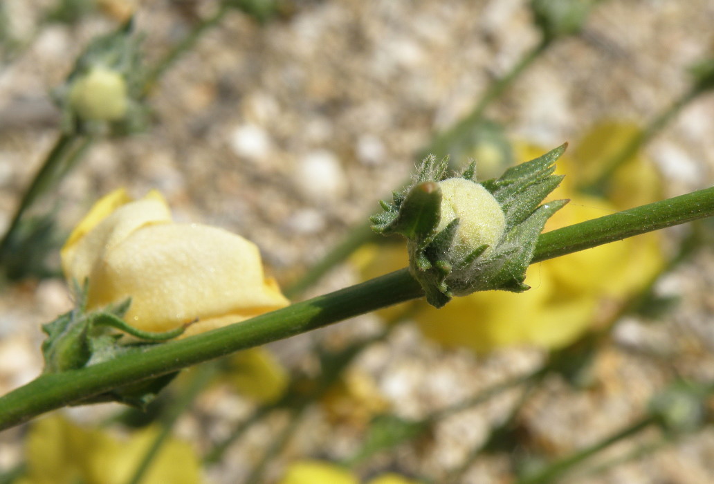 Image of Verbascum pinnatifidum specimen.