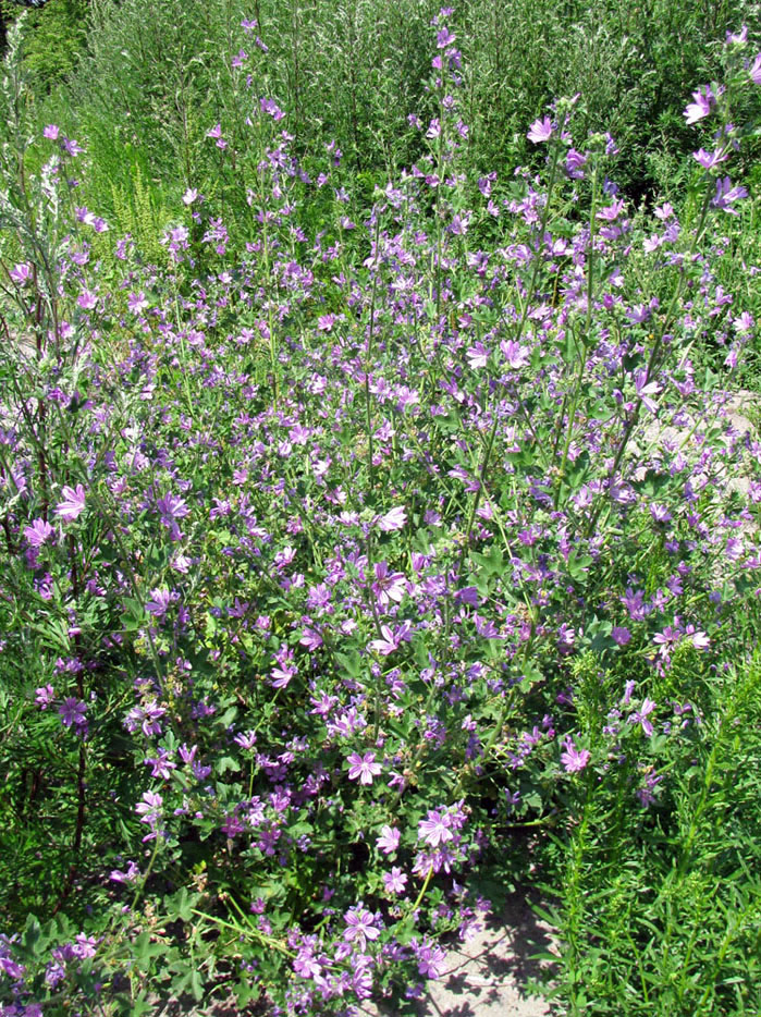 Image of Malva sylvestris specimen.