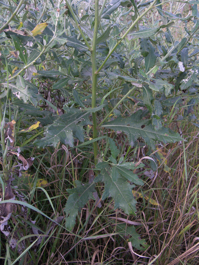 Изображение особи Cirsium incanum.