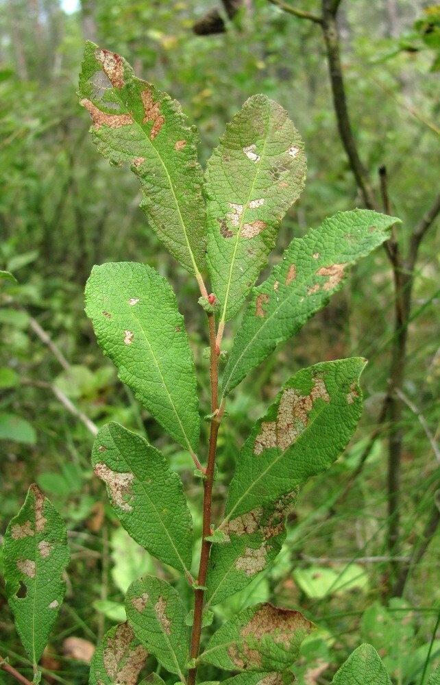 Изображение особи Salix aurita.