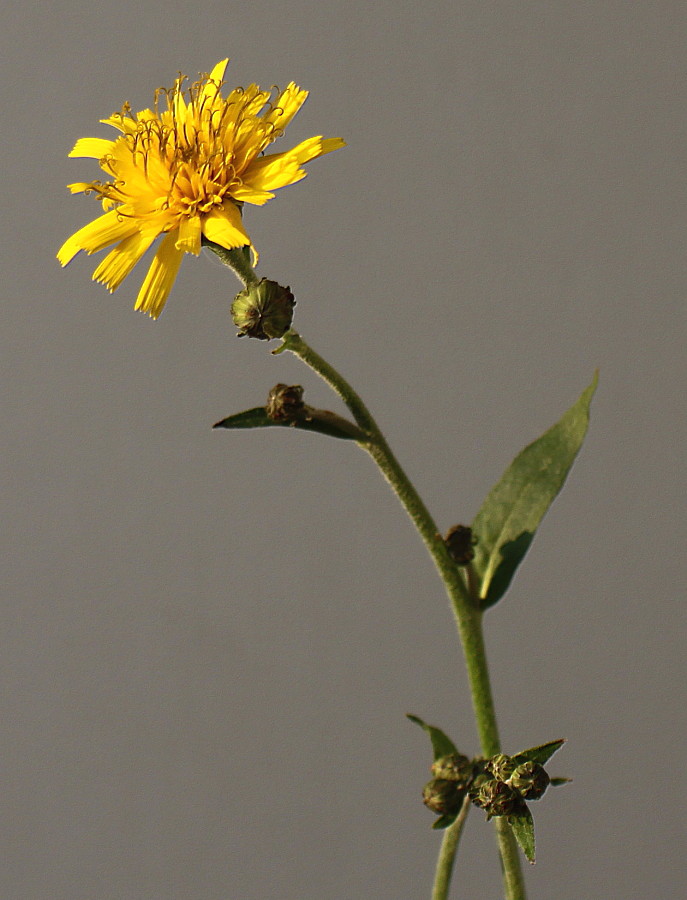 Image of Hieracium sabaudum specimen.