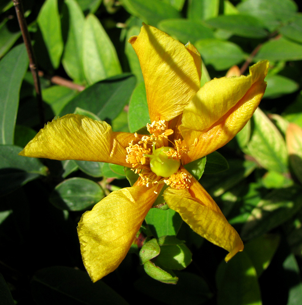 Image of genus Hypericum specimen.