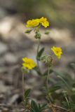 genus Helianthemum