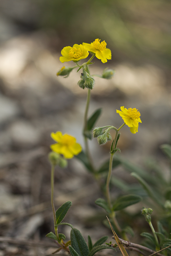 Изображение особи род Helianthemum.