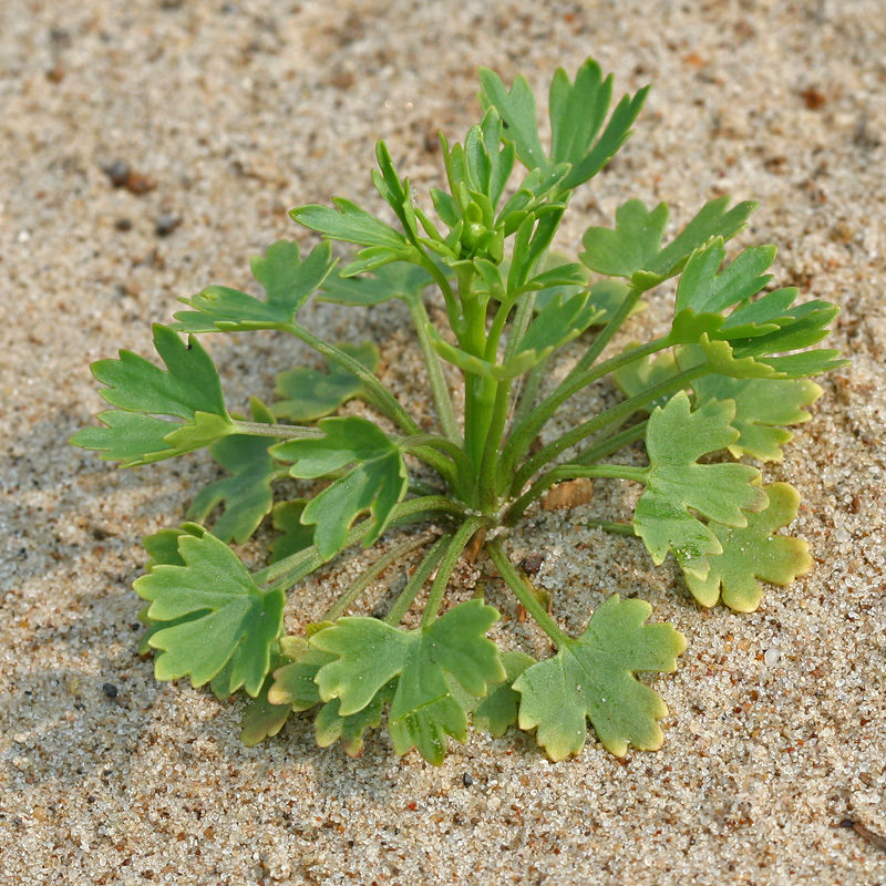 Изображение особи Ranunculus sceleratus.