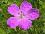 Geranium sanguineum