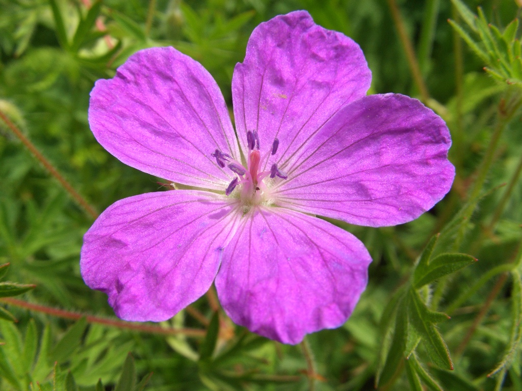 Изображение особи Geranium sanguineum.