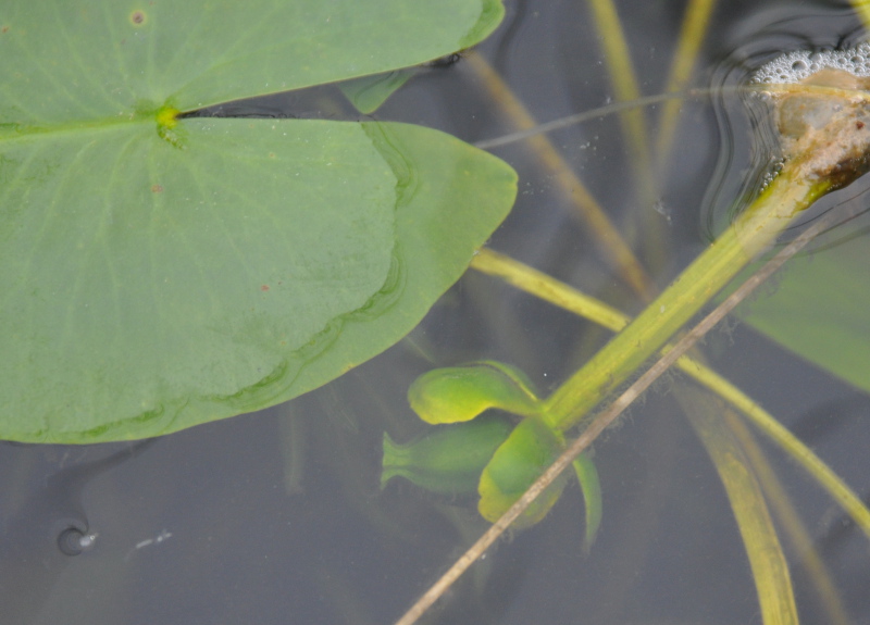 Image of Nuphar pumila specimen.