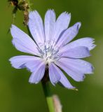 Image of taxon representative. Author is Виктор Солодухин