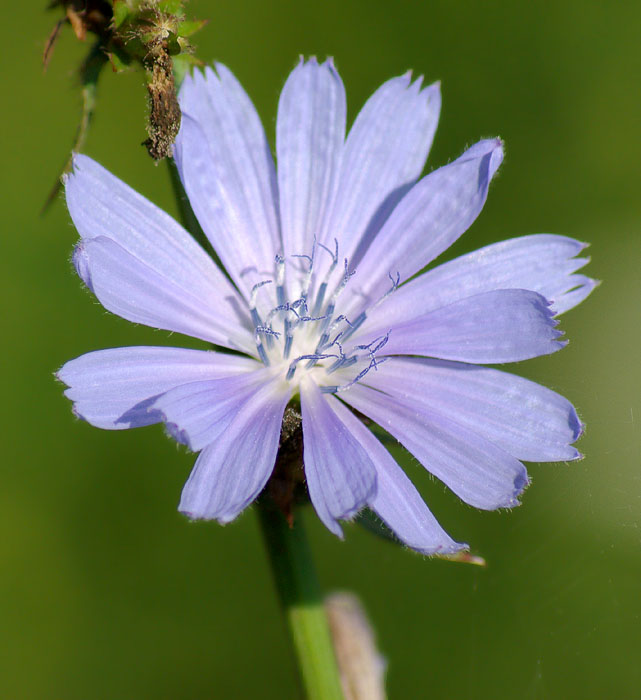 Image of Cichorium intybus specimen.