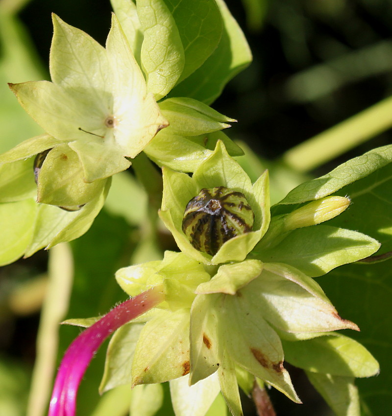 Image of Mirabilis jalapa specimen.