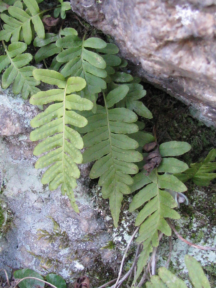 Image of Polypodium vulgare specimen.