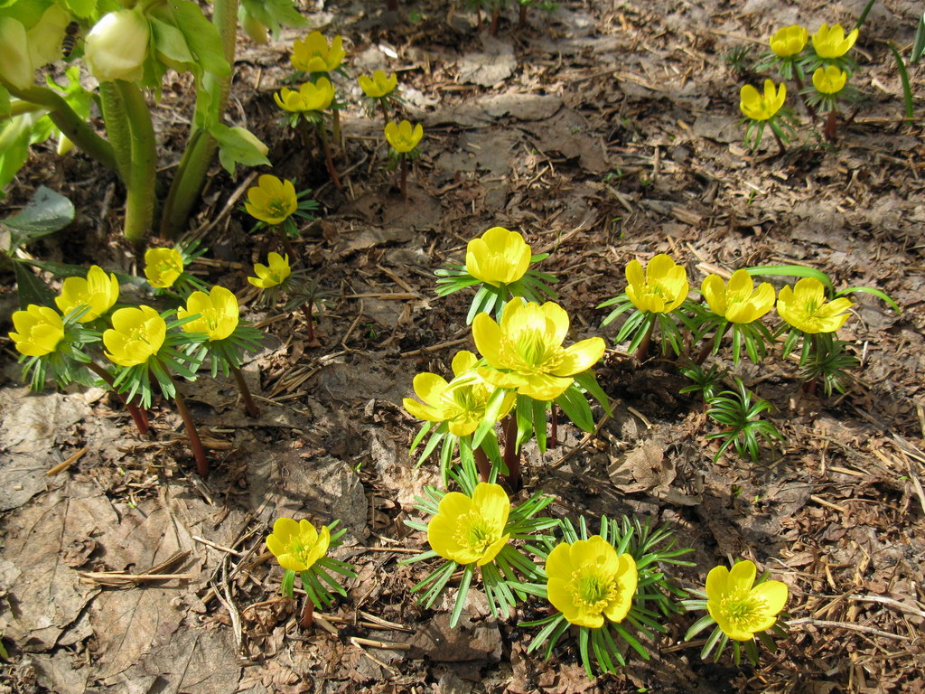 Image of Eranthis cilicica specimen.