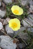 genus Papaver. Цветки серно-жёлтой окраски. Иркутская обл., Ольхонский р-н, оз. Байкал, Малое Море, м. Уюга. 12.06.2012.